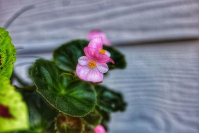 Close-up of pink flowering plant