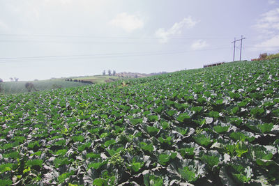 Scenic view of flowering plants on field against sky