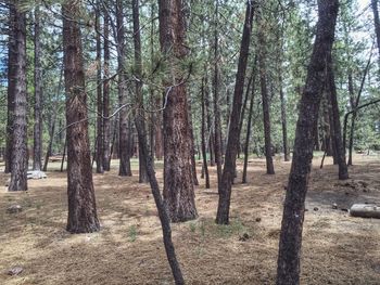 Trees in forest