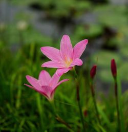 Close-up of pink crocus blooming outdoors