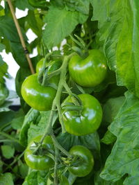 Close-up of green chili peppers on plant