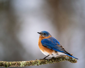 Close-up of a bird perching on a branch