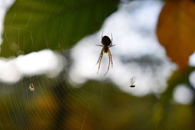 Close-up of spider on web