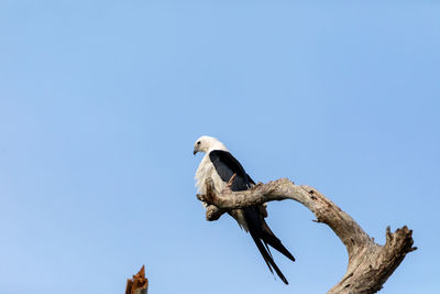 White and grey male swallow-tailed kite elanoides forficatus perches on a dead tree in naples