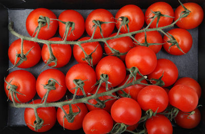 High angle view of tomatoes