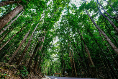 Trees in forest