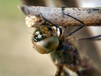 Close-up of insect