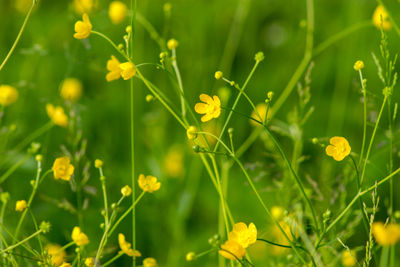 Close-up of yellow flowering plant