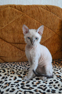 Portrait of blue eyed sphynx kitten sitting on sofa