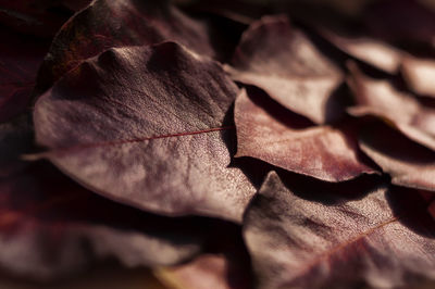 Close-up of dried leaves