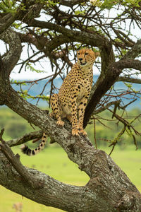 Low angle view of cat on tree