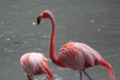 Flamingos in a lake