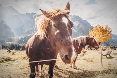 Horse in the field
