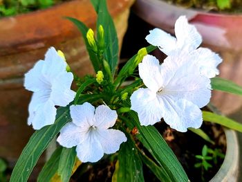 Close-up of white flowering plant