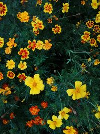 High angle view of yellow flowers on field