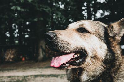 Close-up of dog looking away