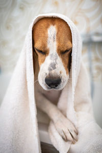 Dog wrapped in towel in bathtub
