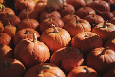Full frame shot of pumpkins during autumn