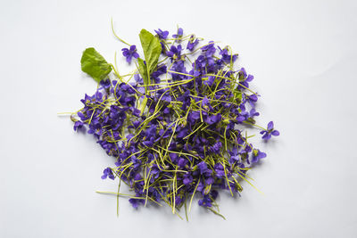 Close-up of purple flowering plant against white background