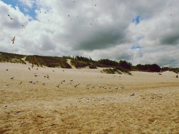 Birds flying over sand against sky