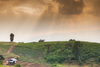 Scenic view of field against sky