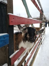 Portrait of a horse on snow