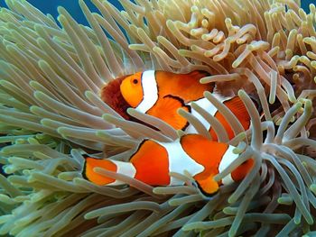 Close-up of coral in sea