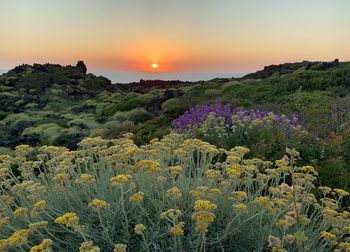 Scenic view of flowering plants on field against sky during sunset