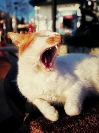 Close-up of cat yawning