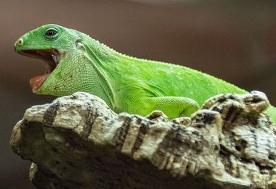 Close-up of lizard on rock