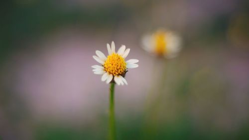 Close-up of white flowering plant
