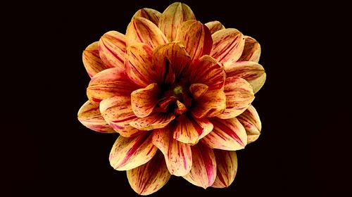 Close-up of flower blooming against black background