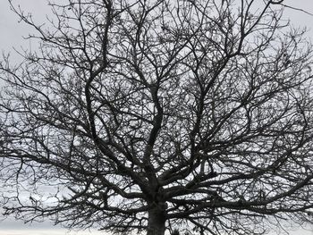 Low angle view of bare tree against clear sky