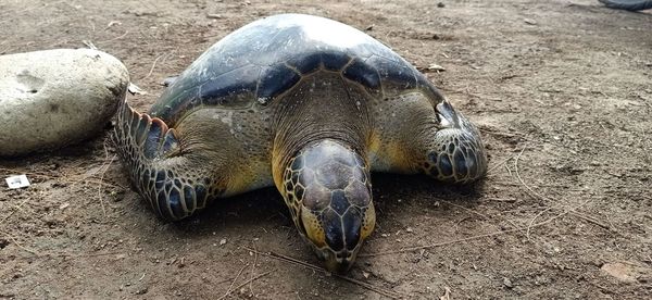 High angle view of crab on field