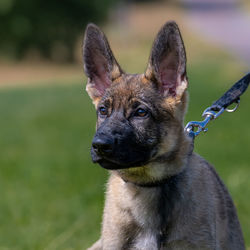 Close-up portrait of a dog