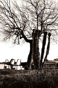 Bare trees against sky