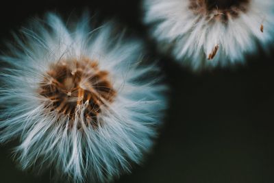 Close-up of dandelion flower