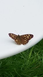 High angle view of butterfly on leaf