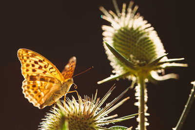 Close-up of butterfly on flower