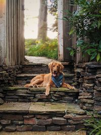 Portrait of dog sitting on stone wall