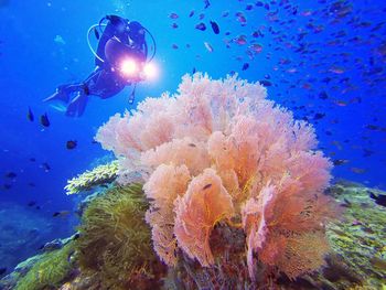 Fish swimming in sea