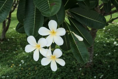 Close-up of white flowers