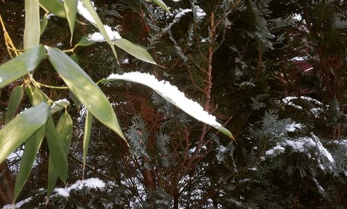 Low angle view of plants against trees