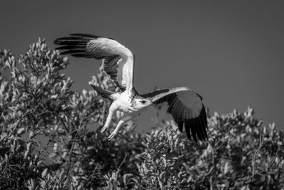 Bird flying over field