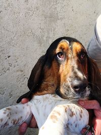 Dog lying on the ground