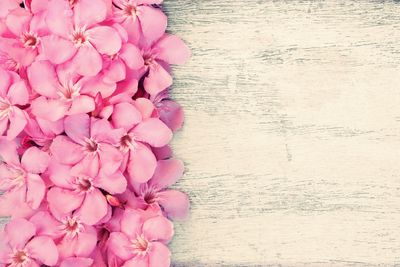 High angle view of pink flowering plant on table