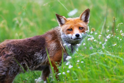 Fox on field