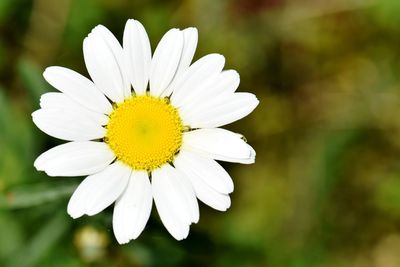 Close-up of white daisy flower