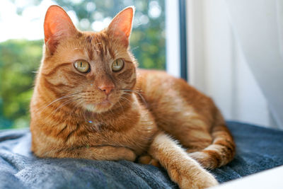 Orange cat lying on a grey plaid