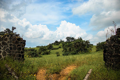 Panoramic shot of trees on field against sky